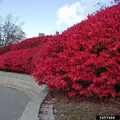 Live Burning Bush Plant | Euonymus Alatus | 1-2 Yr Old Shrub | Strong Roots | Stunning Fall Color | Hardy Landscaping Plant