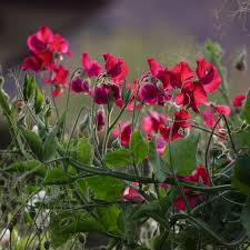 Topsy Sweet Pea Seeds – 50+ Crimson Red Blooms – Climbing Vine for Trellises, Cottage Gardens, Bouquets & Cut Flower Borders – USA