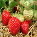 Everbearing Strawberry Bare Root Plants | Live Garden Outdoor Fruit | Sweet, Juicy, Continuous Harvest