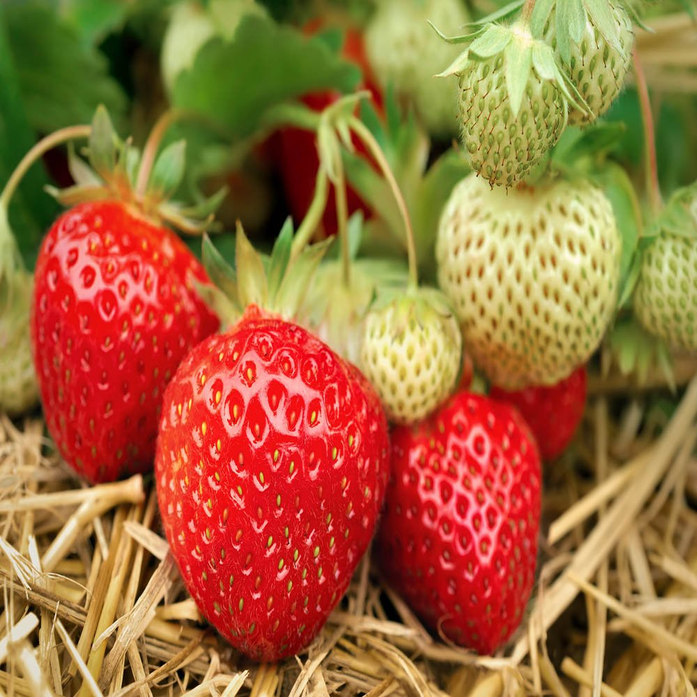 Everbearing Strawberry Bare Root Plants | Live Garden Outdoor Fruit | Sweet, Juicy, Continuous Harvest