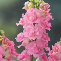 1000 Legend Double Pink Snapdragon Seeds – Tall, Ruffled Pink Blooms for Garden Planting, Cut Flowers & Borders – USA