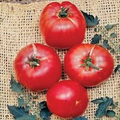 100 German Johnson Tomato Seeds - Non-GMO Heirloom | Large Pink, Low Acid, Crack-Resistant | Indeterminate |