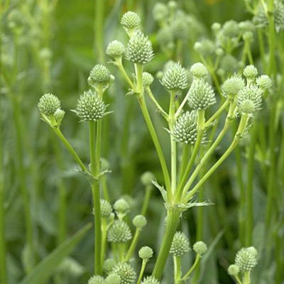 Rattlesnake Master Seeds – Eryngium yuccifolium – 1g for Planting, Native Prairie Perennial, Unique Spiky Flowers, Drought-Tolerant Plant