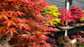 10 Seeds Acer Tegmentosum (Tiger Striped Maple) for Planting - Unique Tree for Landscaping, Gardens & Bonsai - Hardy, Ornamental Tree Seeds