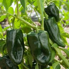 25 Ancho Poblano Pepper Seeds – Heirloom, Non-GMO, Mildly Spicy & Flavorful Peppers