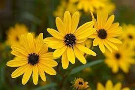 Swamp Sunflower Seeds – Helianthus angustifolius – 250mg for Planting, Native Tall Wildflower, Bright Yellow Blooms, Pollinator Friendly