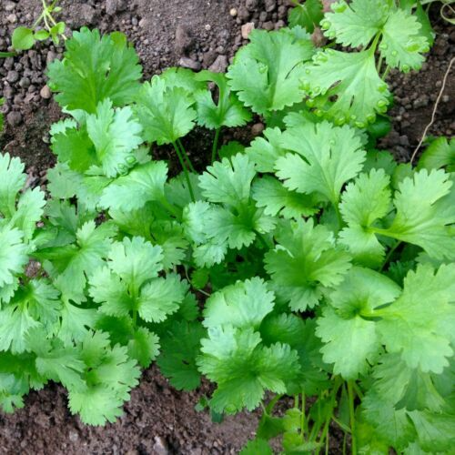 Cilantro Leisure Coriander Seeds – 1g for Planting, Heirloom Variety, Fast Growing, Fragrant Flavorful, High Yield, Garden & Container