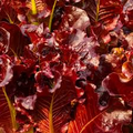 1000 Red Salad Bowl Lettuce Seeds – Lactuca sativa – Heirloom Leaf Lettuce, Deep Red Leaves, Fast-Growing, Non-GMO, Tender & Crisp