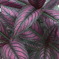 Strobilanthes Dyerianus Persian Shield Live Plant – 4” Tall, Purple Silver Foliage, Heat & Drought Tolerant