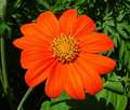 100 Seeds Sunflower Mexican Torch, Non-GMO, Bees, Butterflies, Hummingbirds, Helianthus, Bright Blooms, Garden, Wildflower, Perennial