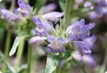 Dusty Beardtongue Seeds – Penstemon commarhenus – 100mg for Planting, Native Wildflower, Drought-Tolerant, Pollinator-Friendly