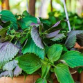 Perilla (Shiso) Jeok Ssam Ip Seeds – 500mg for Planting, Heirloom Herb, Red-Leafed, High Yield, Heat Tolerant, Garden & Container