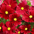 100 Seeds Cosmos ‘Rubenza’ – Dwarf Ruby Red Blooms – Cosmos bipinnatus – Non-GMO Annual for Pollinators, Butterflies, Easy Gardens