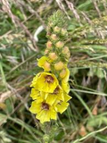Wand Mullein Seeds (Verbascum virgatum) | 25 Seeds | Tall Biennial with Yellow Flower Spikes | Pollinator-Friendly