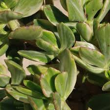 Crassula Ovata Variegata ‘Variegated Jade’ | 3 Live 4” Unrooted Cuttings | Unique, Easy-Care Succulent, Drought-Tolerant Houseplant
