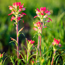 Indian Paintbrush 300 Seeds (Castilleja coccinea) – Vibrant Wildflower, Native Perennial, Attracts Pollinators, Garden & Meadow Planting