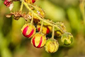 Litchi Tomato Seeds (Solanum sisymbriifolium) | 25 Seeds | Rare Heirloom Fruit with Spiny Foliage