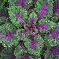 Red Kale Microgreen Sprouting Seeds 8 Ounces - Brassica oleracea Var. sabellica