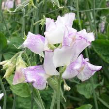 Sir Jimmy Shand Sweet Pea Seeds – 50+ Cream & Blush Blooms – Climbing Vine for Trellises, Bouquets, Cottage Gardens  Vertical Displays – USA