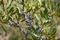 1 Live Bare Root Plants Bayberry Bushes, Myrica pensylvanica, Hardy Shrubs for Privacy & Landscaping