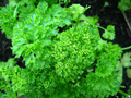 1200 Seeds Forest Green Parsley (Petroselinum crispum) – Aromatic Herb for Culinary and Garden Use