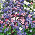 500 Seeds Forget Me Nots Mixed Colors, Perennial Early Blooms, Pollinators, Non-GMO, Myosotis Flowers, Garden Plants, Easy to Grow