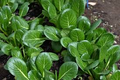 Mustard Green Spinach Komatsuna Tendergreen Seeds – 500mg for Planting, Heirloom, Fast Growing, Heat & Cold Tolerant, Garden Container