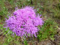 Florida Paintbrush Seeds (Carphephorus corymbosus) | 25 Seeds | Purple Wildflowers | Pollinator-Friendly