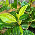 Peperomia angulata ‘Funky Frog’ | 5 Unrooted 4" Live Cuttings | Variegated, Trailing, Easy-Care Houseplant, Unique Foliage