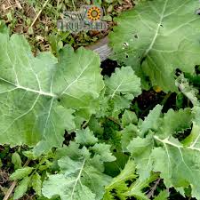 300 Seeds Kale Dwarf Siberian Improved Brassica oleracea | Non-GMO, Heirloom, Nutritious, Easy to Grow, Perfect for Winter Greens