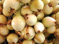 Walla Walla Sweet Onion Seeds – 250mg for Planting, Extra Sweet Flavor, Large Bulbs, Cold Hardy, Great for Slicing, Salads & Grilling