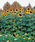 25 Seeds Sunflower Skyscraper, 144" Tall, Huge Edible Flowers, Heirloom Non-GMO, Giant Sunflower, Great for Gardens & Pollinators