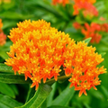 100 Seeds Milkweed Mix Deluxe, Perennials, Monarch Butterfly Host Plant, Non-GMO, Attracts Pollinators, Hardy Flowers for Gardens & Wildlife
