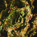 700 Seeds Bronze Mignonette Butterhead Lettuce – Lactuca sativa | Heirloom Butterhead Lettuce for Planting & Delicious Fresh Harvests