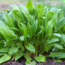 Large Leaf Sorrel Seeds – 250mg for Planting, Tangy Culinary Herb, Fast Growing, Great for Salads, Soups, Sauces & Garden Greens