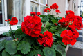 Geranium Pelargonium ‘Red’ | 3 Live 6” Unrooted Cuttings | Bright Red Blooms, Easy-Care Flowering Plant, Drought-Tolerant