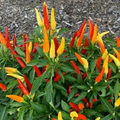 25 Tabasco Pepper Seeds – Capsicum frutescens – Heirloom, Spicy & Tangy, High-Yielding, Non-GMO
