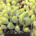 Crassula rogersii ‘Velvet Club’ | 1 Live Bare Root Succulent | Fuzzy, Club-Shaped Leaves, Unique Texture, Easy-Care Houseplant