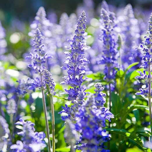 600 Seeds Hyssop (Hyssopus officinalis) – Aromatic Herb, Culinary Use, Easy to Grow