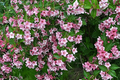 100 Weigela Florida Bush Seeds - Old-Fashioned Pink & White Flower Shrub (Weigela florida) - Hardy, Perennial, Beautiful Garden Shrub