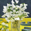 Solstice White Sweet Pea Seeds – 50+ Pure White Blooms – Early-Blooming Climbing Vine for Trellises, Bouquets, Containers Garden Borders