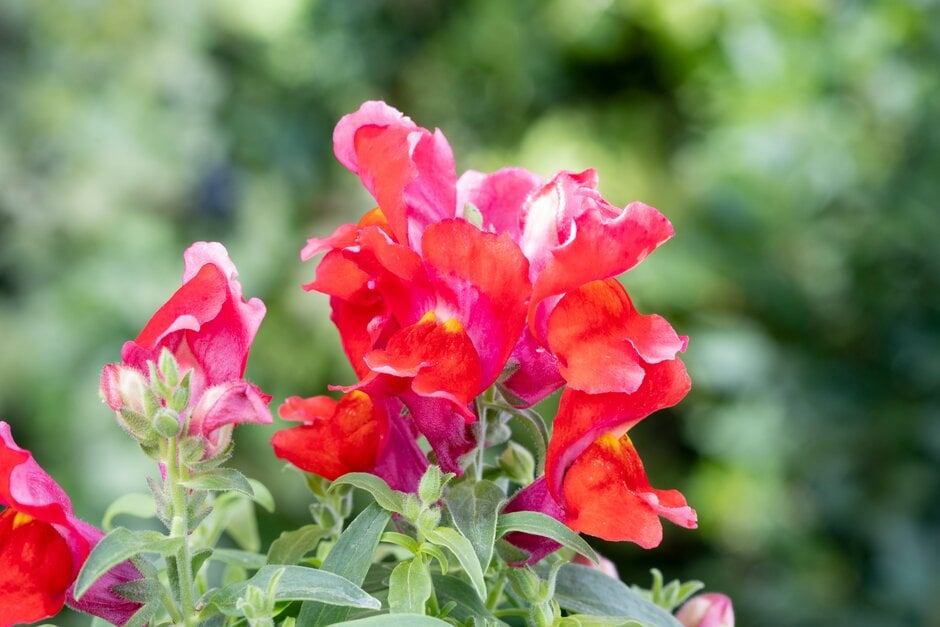Floral Showers Scarlet Snapdragon Seeds (Antirrhinum majus) | 1000+ Seeds | Bold Red Blooms for Garden & Containers