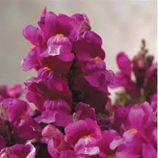Floral Showers Lilac Snapdragon Seeds (Antirrhinum majus) | 1000+ Seeds | Soft Lilac Blooms for Garden & Cut Flowers