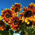 Early Sunflower Seeds – 250mg for Planting, Bright Yellow Blooms, Fast Growing Annual, Pollinator-Friendly, Great for Gardens & Borders