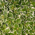 Plectranthus coleoides ‘Variegata’ | 1 Bare Root 4" Live Swedish Ivy Plant | Fragrant, Trailing, Easy-Care, Variegated Foliage