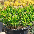 Crassula Ovata ‘Hobbit Jade’ | 1 Bare Root 2-4” Plant | Money Tree, Ogre’s Ear, Unique Bonsai Succulent, Easy-Care Houseplant