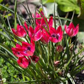 Tulipa ‘Little Beauty’ – 5 Tulip Bulbs, 6" Dwarf Variety, Pink & Blue Blooms, Perennial, Easy to Grow