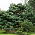 1 White Pine Tree (Pinus strobus) – Live Bare Root Plant 10"-18"