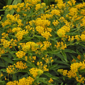 15 Seeds April's Yellow Milkweed (Asclepias spp.) | Bright Yellow Blooms | Monarch Host Plant | Pollinator-Friendly Wildflower