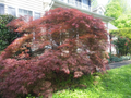 10 Thin Japanese Maple Weeping Tree 'Garnet' Unrooted Cuttings for Rooting & Grafting (6-7") - Acer palmatum